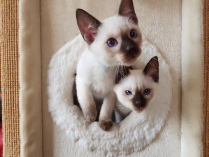 Thaikaterchen alte Art der Siam Kitten Baby