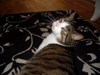 Verschmuste Brüder 8 Jahre suchen ein eues liebevolles zu Hause.