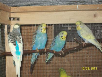 Junge Wellensittiche aus Aussenvoliere und neues Vogelzubehör zu verkaufen