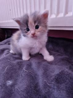 Reinrassige Maine Coon Kitten