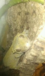 Kronenkopfgecko Kronengecko Leopardgecko Höckerkopfgecko Rhacotactylus Geck