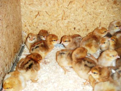 Bielefelder-Kennhuhn - Küken