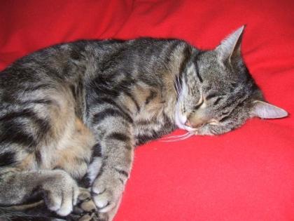 Joy unsere schwarz-grau getiegerte Katze wird vermisst