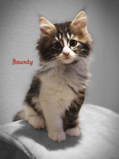 Zauberhafte Maine coon Mix Kitten