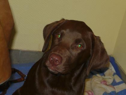 Junges Labrador Hündin silber trägerin.