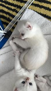 Kitten BKH shadow Silver Blue Point