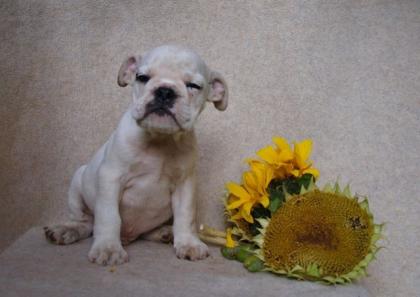 Englische Bulldogge wir haben wieder Welpen zu vergeben -siehe Webseite
