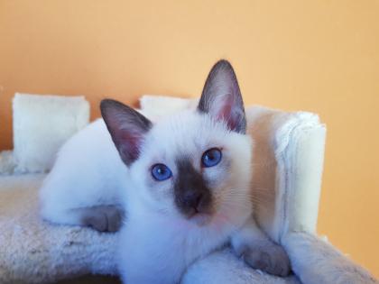 Siamkatze alte Art der Siam Thaikater Kitten in der Farbe blue point