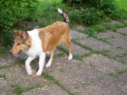 Collie Welpen Langhaar