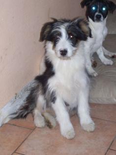 Australien Shepard MIx Hündinen 12 Wo. alt Hübsche Aussie - Golden Retriever