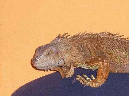 Hallo bin dringend auf der suche nach einem zuhause für mein leguan weibchen 4 j