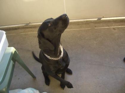 Balou sucht ein zuhause