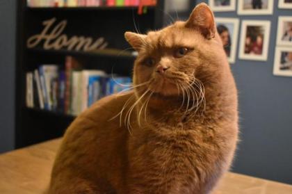 Deckkater BKH Cinnamon ticked streifenfrei