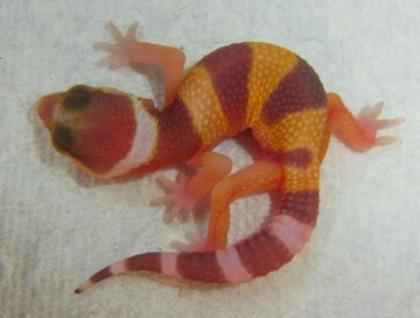 Leopardgeckos aus 2022 von MT-Reptilez
