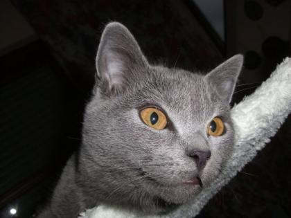 Kartaeuser Chartreux reinrassige Kitten