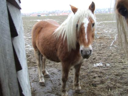 Tierkommunikation bei Braunschweig und deutschlandweit. Tiergespräche Seminare