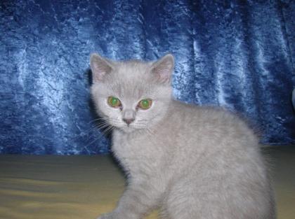 BKH-Babys lilac und lilac-tortie
