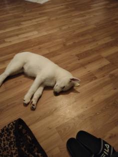 Sibirian Husky Hündin Welpe