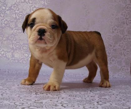 Englische Bulldogge Sie suchen Ihren Traumhund