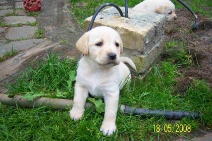 PUTZIGE LABRADOR WELPEN IN BLOND ABZUGEBEN