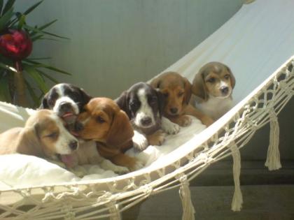 Beagle- Mix- Welpen sechs prachtvolle Schlappohren zu verkaufen