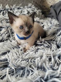Siams suchen neue Kuschelpartner