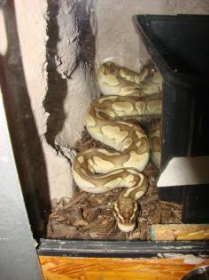 1. 1 lesser königspythons