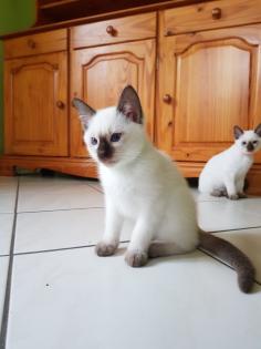 Siamkatze alte Art der Siam Thaikater Kitten in der Farbe blue point