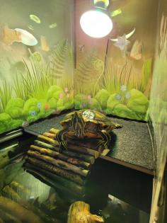 Fred Wasserschildkröte