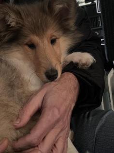 Süße colliewelpen langhaar