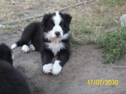 Border Collie Welpen