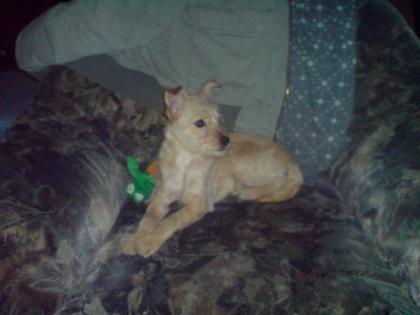 Parson Jack Russel / Chihuahua
