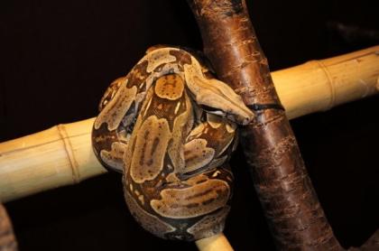 Boa c. constrictor Guyana abzugeben