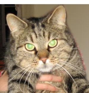 Kater Freddy noch immer vermißt