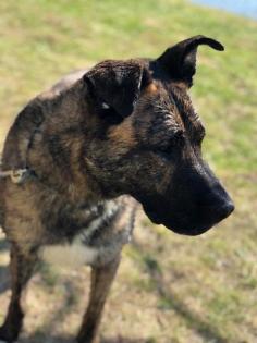Murat . Holländischer Schäferhund Mix