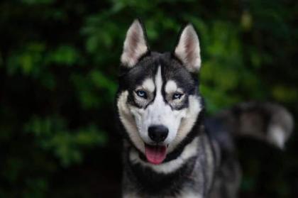Sven . hübscher Husky 1 5 J
