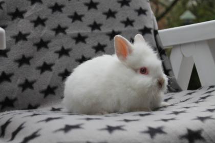 Babykaninchen Löwenköpfchen reinrassig voll geimpft