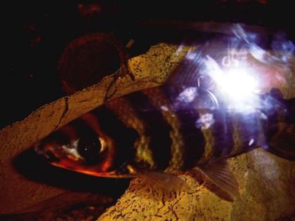 Salmer Gebänderter Leporinus Leporinus fasciatus