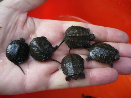 Europ. Sumpfschildkröten Nachzuchten aus 2022