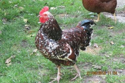 Zwerg-Sussex Hahn braun-porzellanfarbig