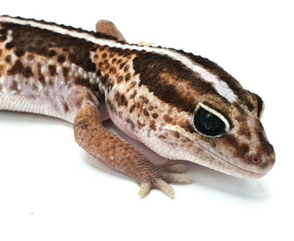 Afrikanischer Fettschwanzgecko African Fat Tail Classic Stripe Männchen 2022