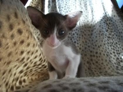 OKH Kitten Havanna Bicolor cinnamoncarrier