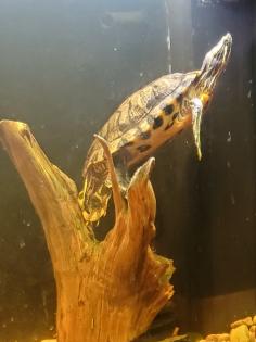 Fred Wasserschildkröte