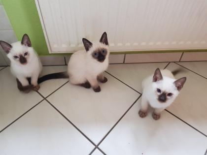 Siamkatze alte Art der Siam Thaikater Kitten in der Farbe blue point