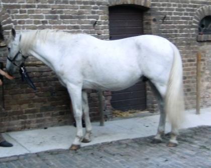 Andalusier Schimmel Wallach