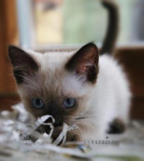 Siam Kitten entwurmt und geimpft