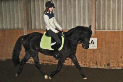 Verkaufe mein Pony 7j 1 47 dringend
