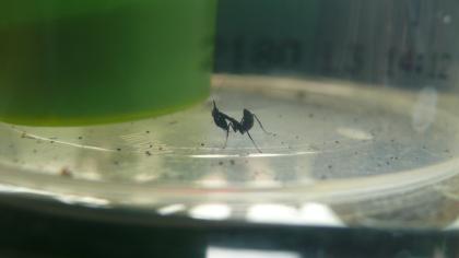 Phyllocrania paradoxa abzugeben