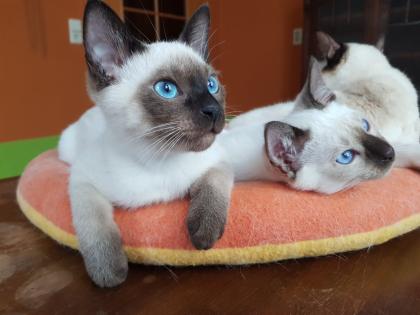 Siamkatze Thaikatze alte Art der Siam Kater Kitten blue point