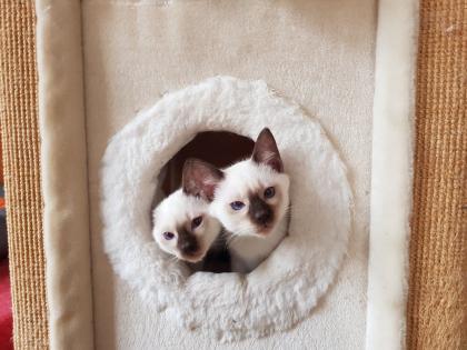 Thaikaterchen alte Art der Siam Kitten Baby